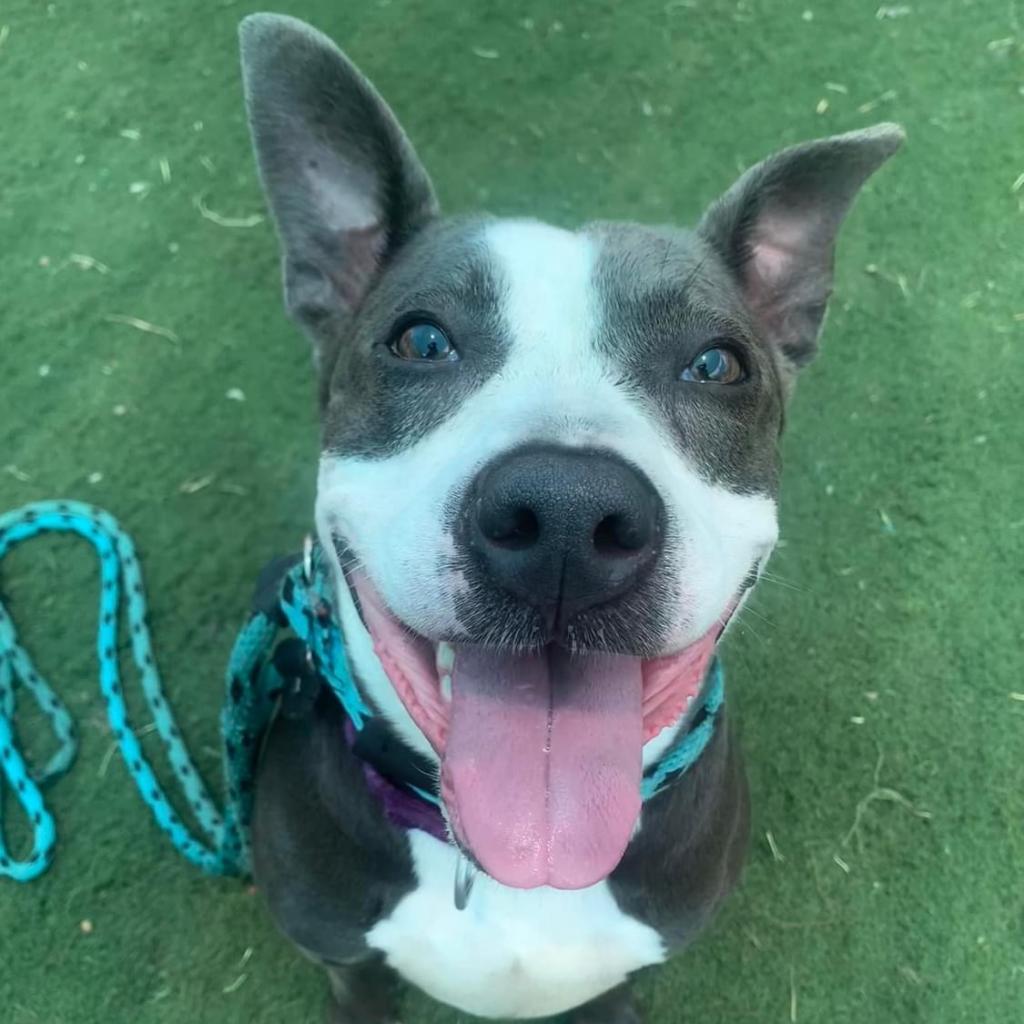 Enlarge Jippy, a Adoptable mixed breed in St. Louis, MO image 1/6