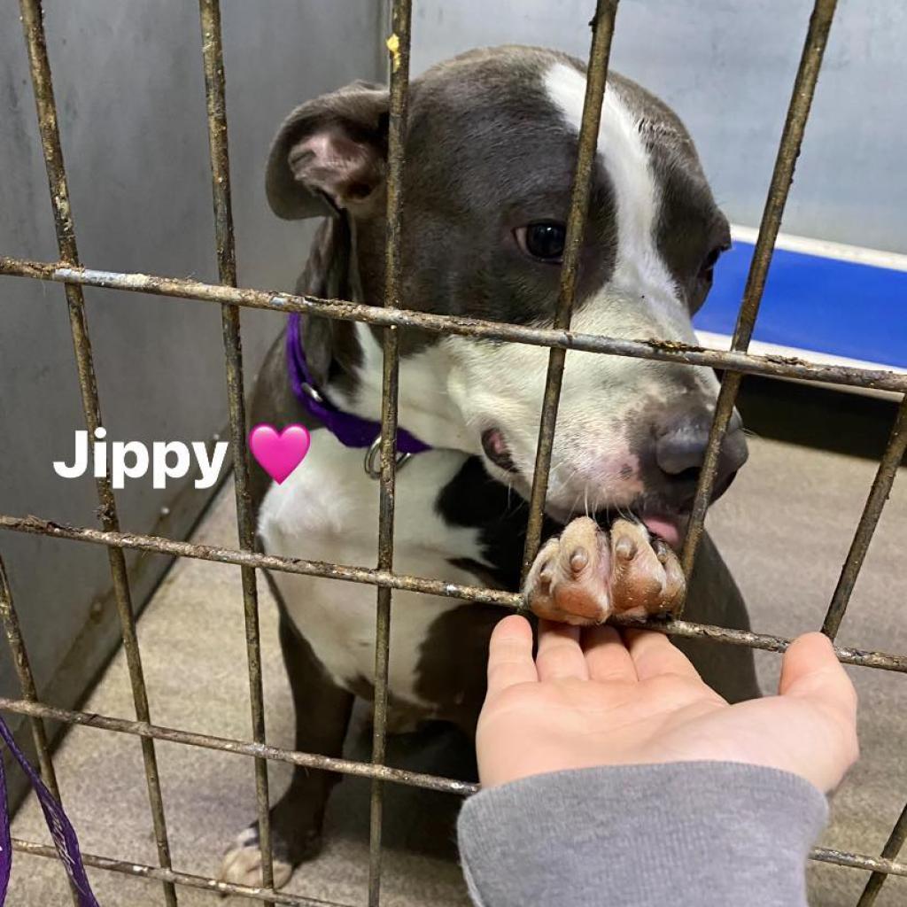 Enlarge Jippy, a Adoptable mixed breed in St. Louis, MO image 2/6