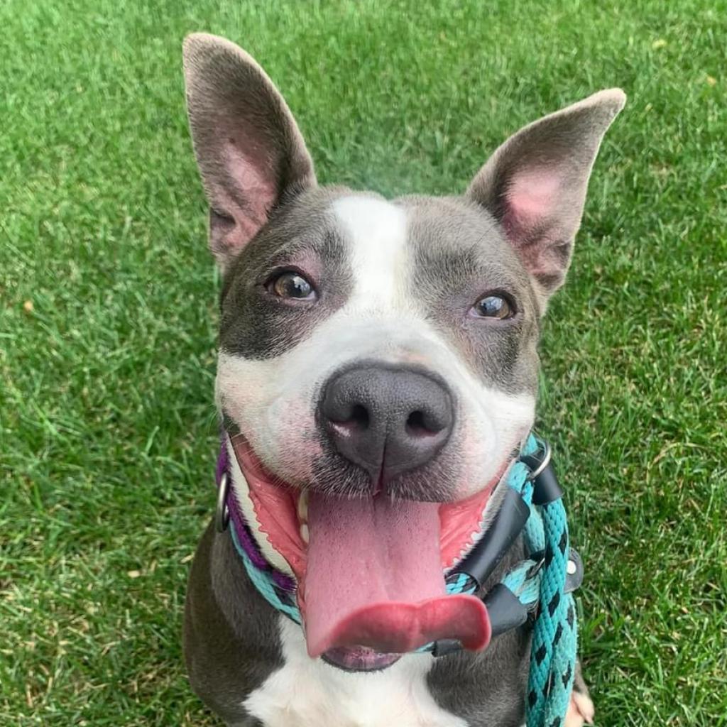 Enlarge Jippy, a Adoptable mixed breed in St. Louis, MO image 6/6