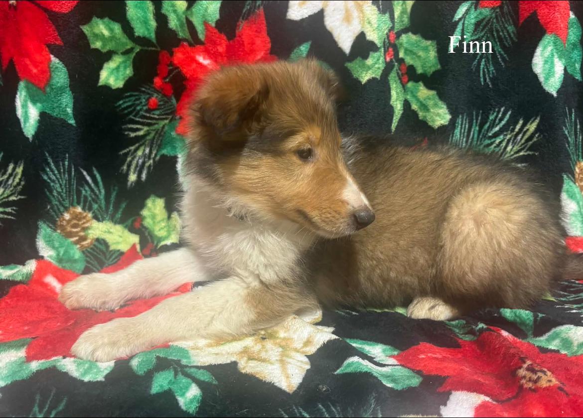Finn!!, a ADOPTABLE Rough Collie in Celina, OH image 1/3