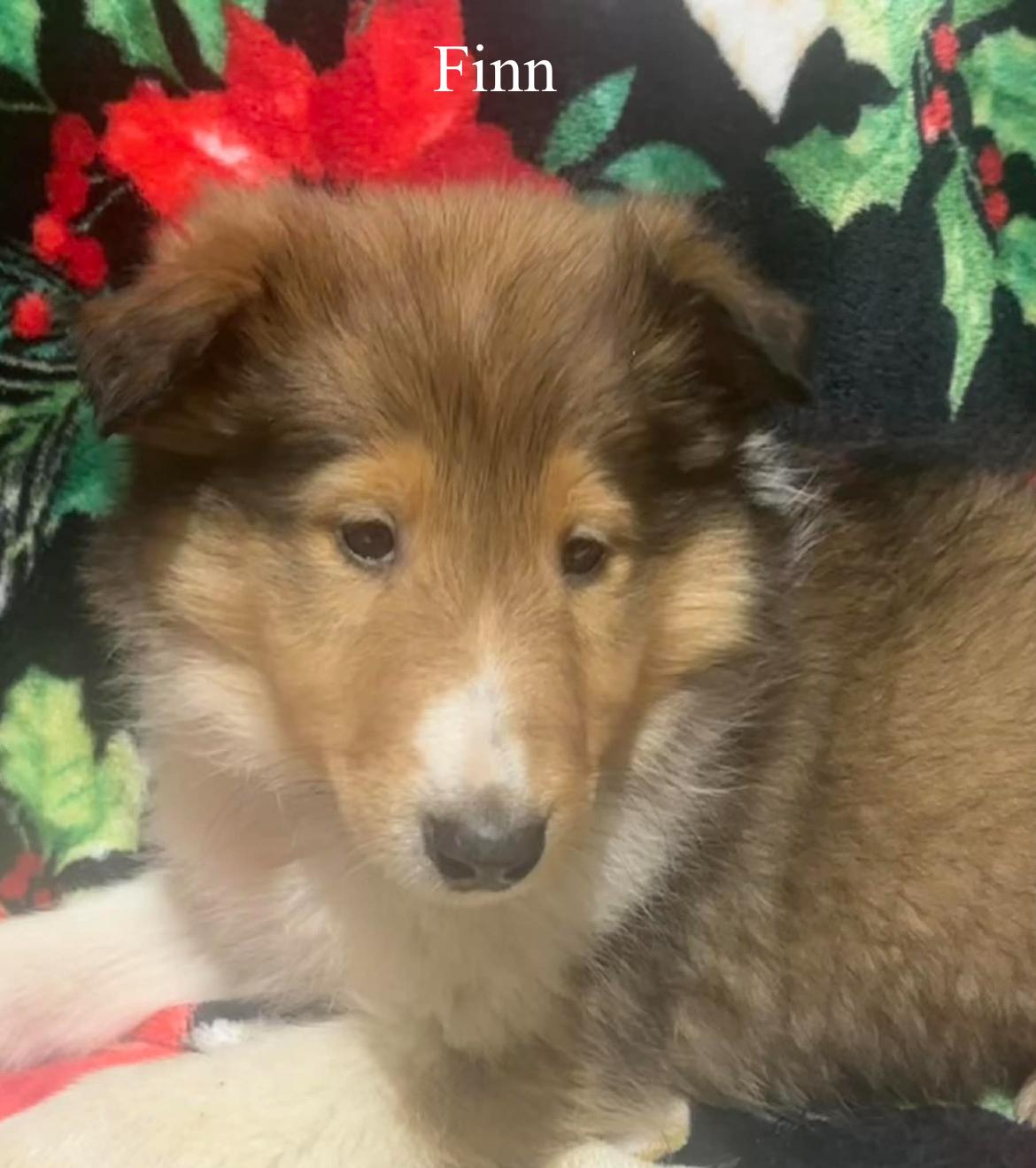 Finn!!, a ADOPTABLE Rough Collie in Celina, OH image 2/3