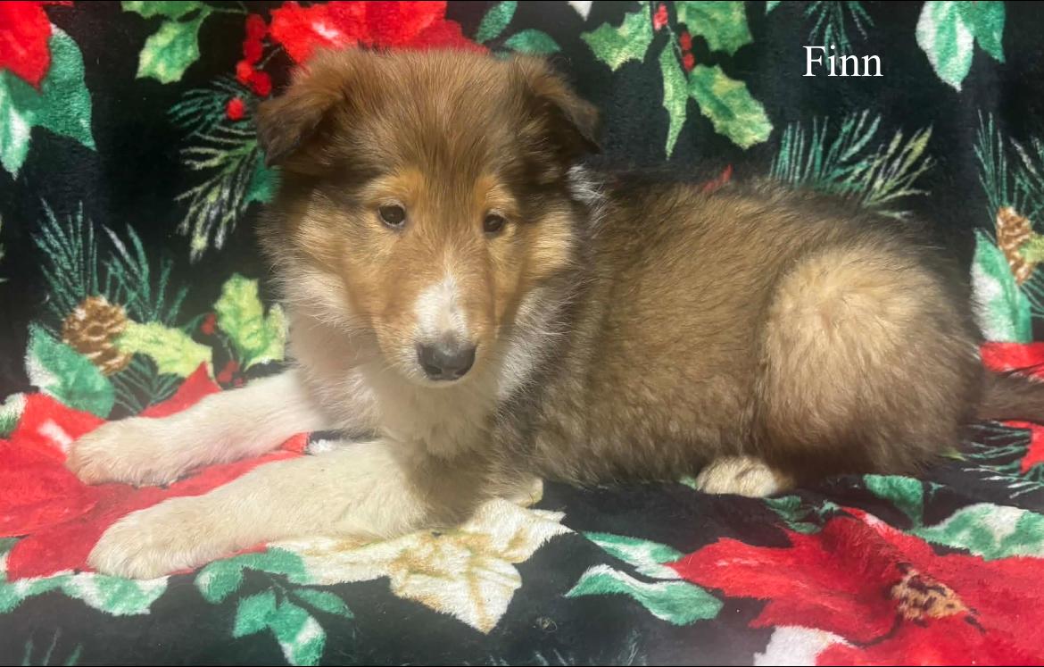 Finn!!, a ADOPTABLE Rough Collie in Celina, OH image 3/3