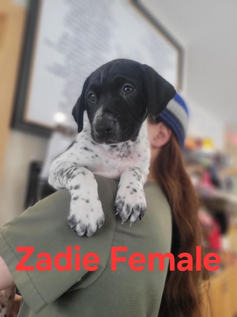 Gsp Zadie