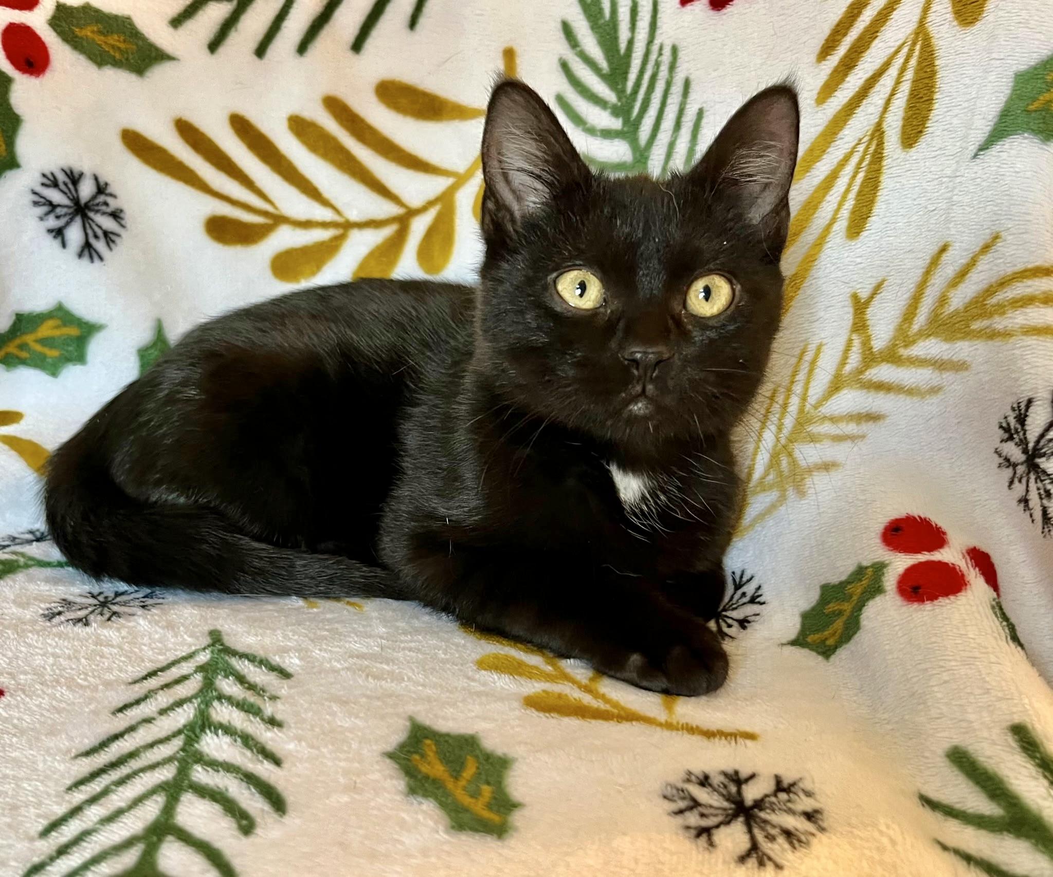 Enlarge Archie, an adopted Domestic Short Hair in Mount Juliet, TN image 1/5