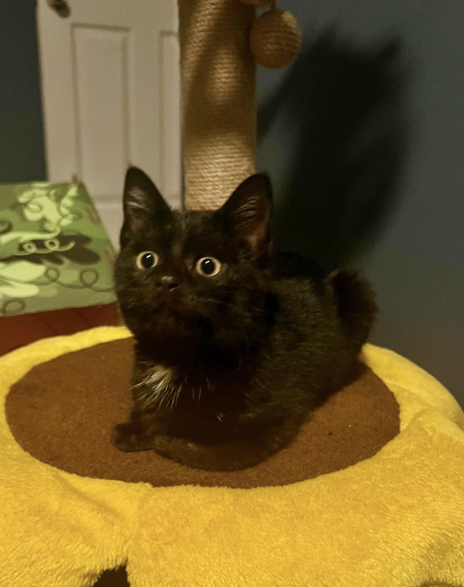 Enlarge Archie, an adopted Domestic Short Hair in Mount Juliet, TN image 5/5