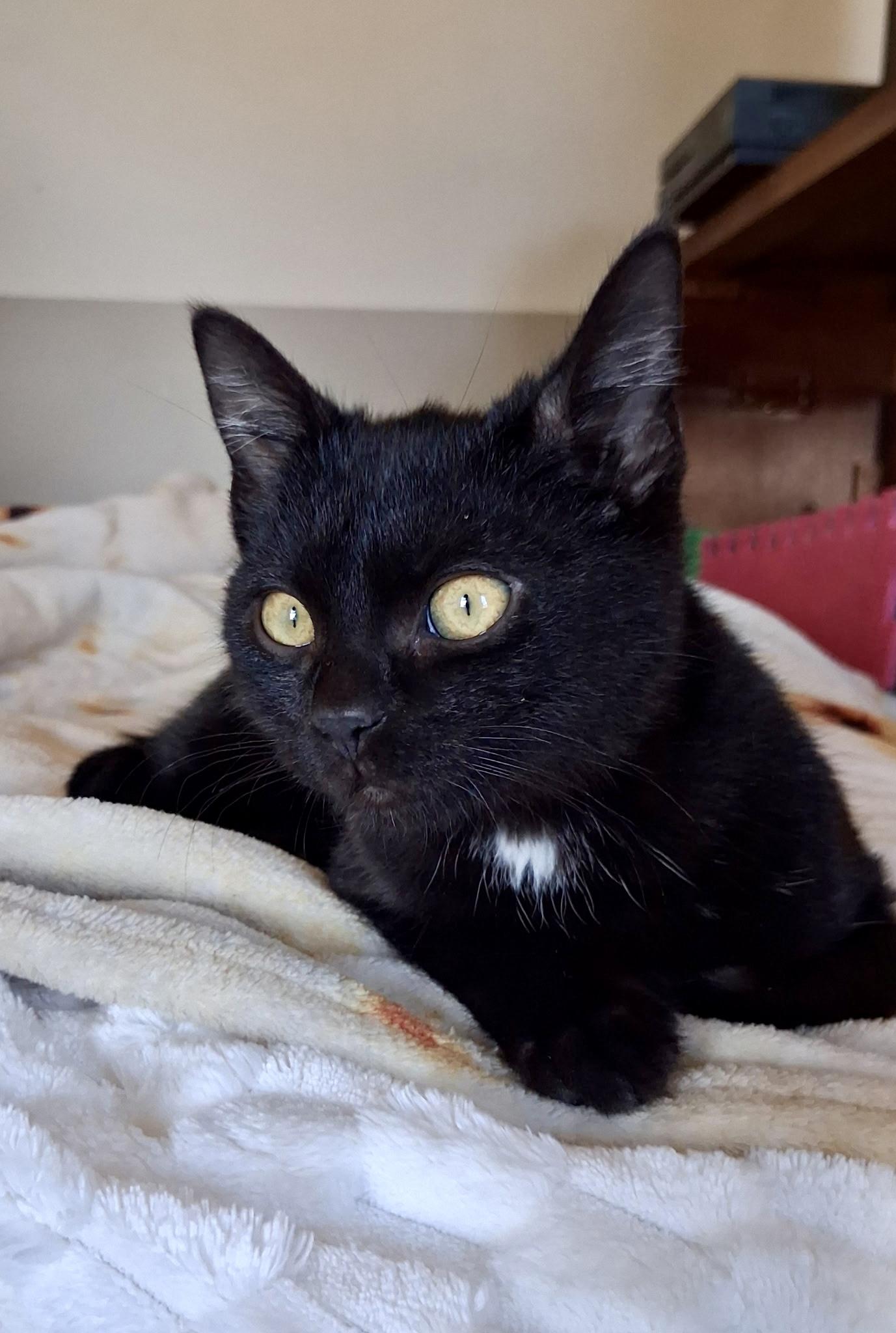 Enlarge Archie, an adopted Domestic Short Hair in Mount Juliet, TN image 3/5