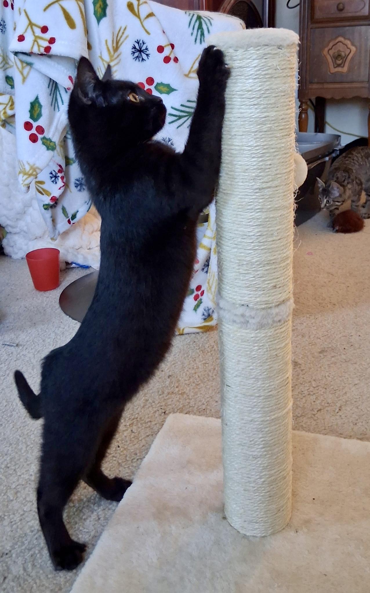 Enlarge Archie, an adopted Domestic Short Hair in Mount Juliet, TN image 2/5