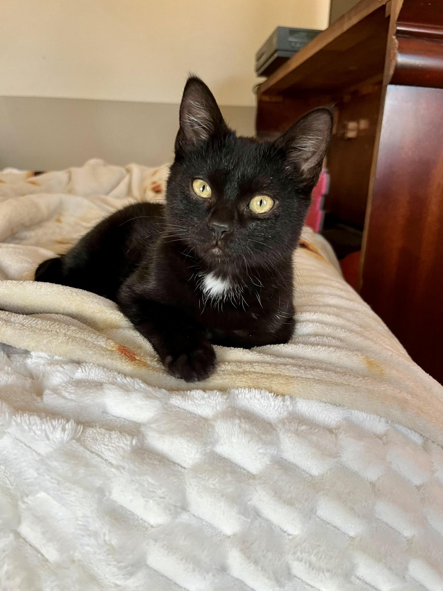 Enlarge Archie, an adopted Domestic Short Hair in Mount Juliet, TN image 4/5