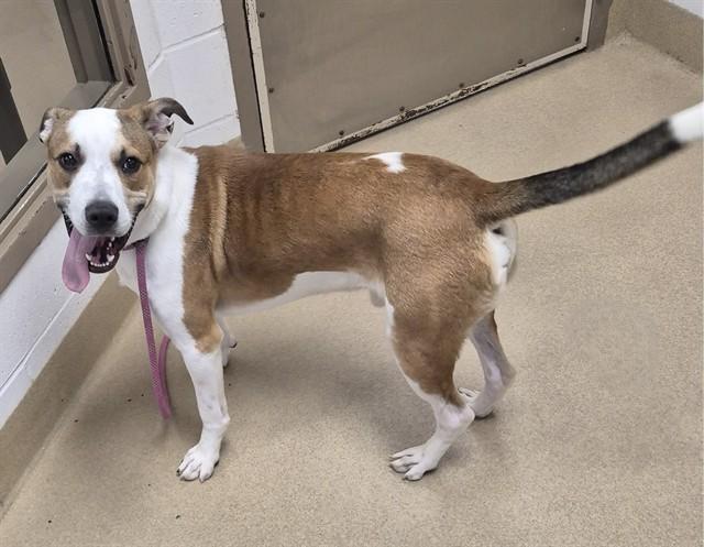 GRAVY, Adoptable, Young Male Pit Bull Terrier.