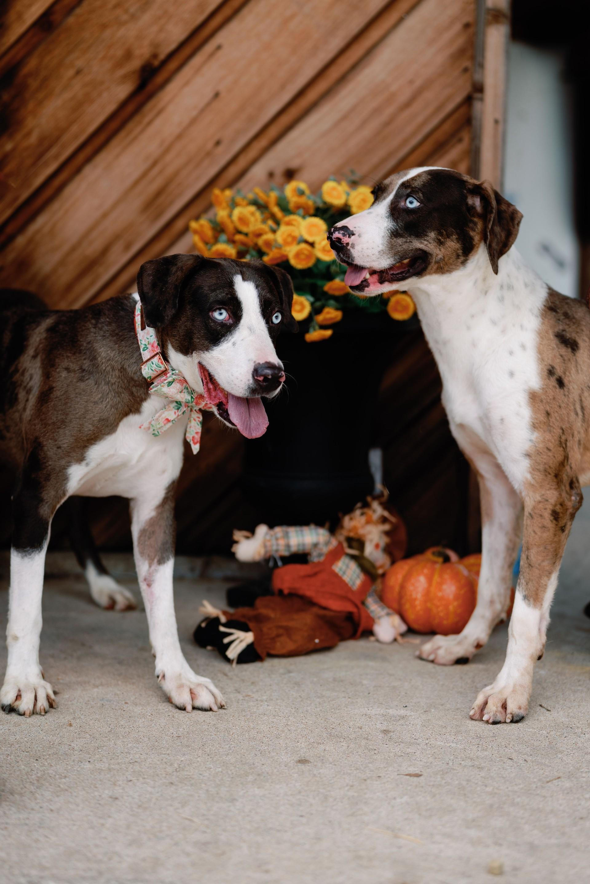 Enlarge Lulu, a ADOPTABLE mixed breed in Houston, TX image 3/5