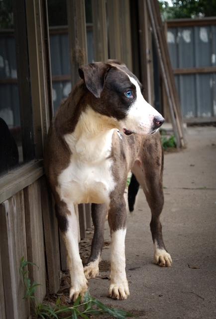 Lulu — thumbnail 4