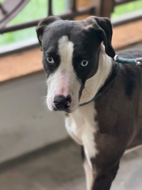 Lulu — thumbnail 5