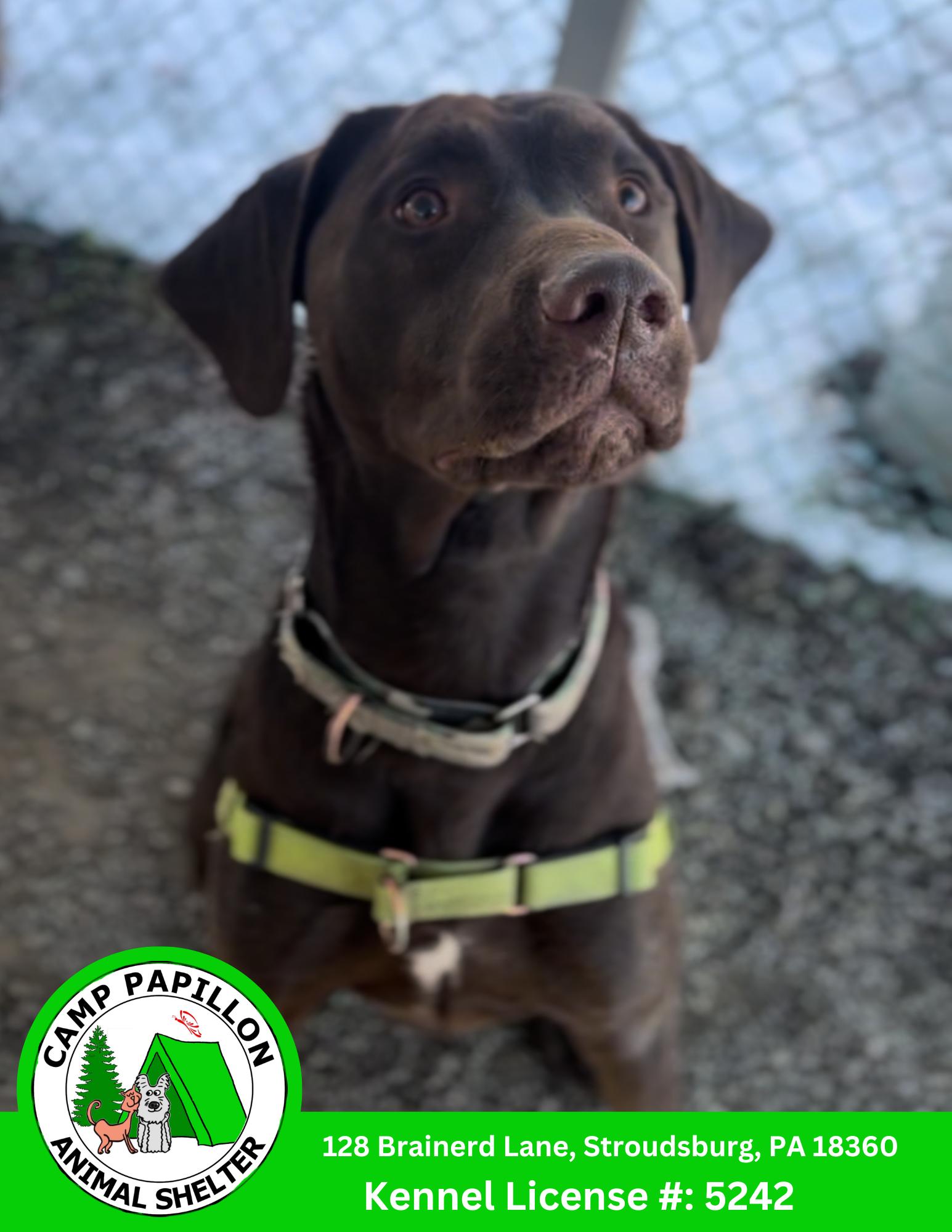 Enlarge Cubby, a Adoptable mixed breed in Stroudsburg, PA image 1/1