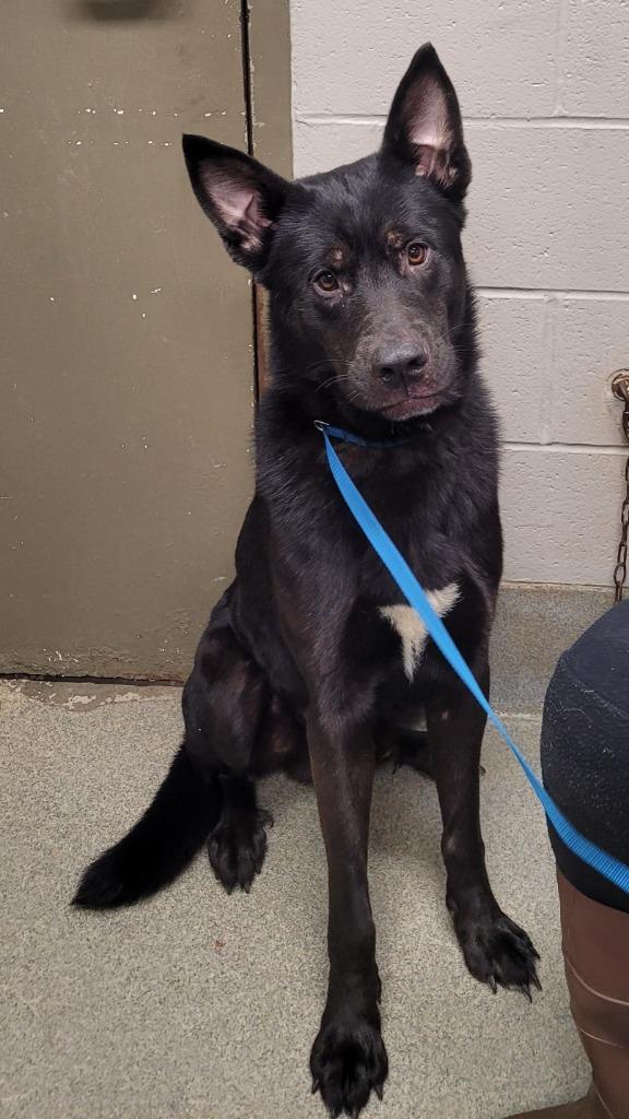 Clyde/Sanji, Adoptable, Adult Male Husky & Cane Corso.
