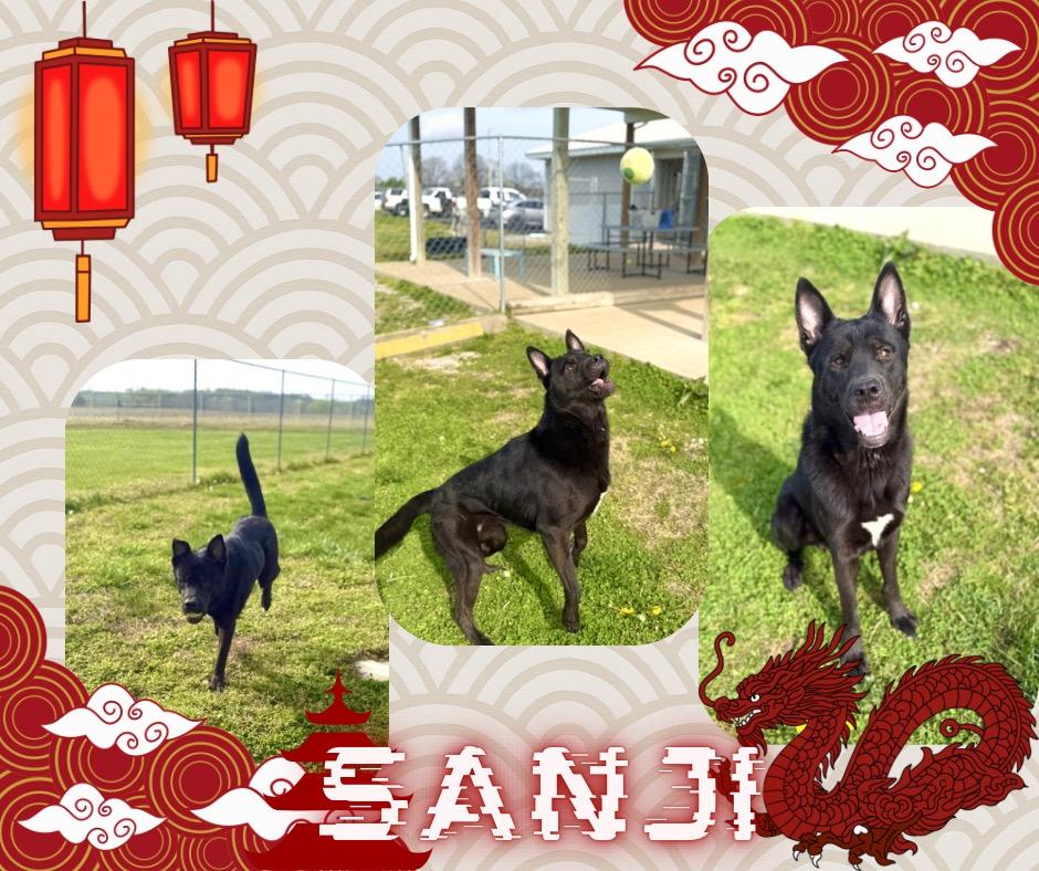 Enlarge Clyde/Sanji, a Adoptable mixed breed in Hopkinsville, KY image 2/2