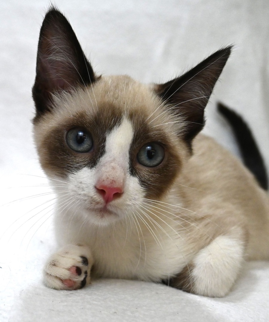 Louie, Adopted, Kitten Male Snowshoe.