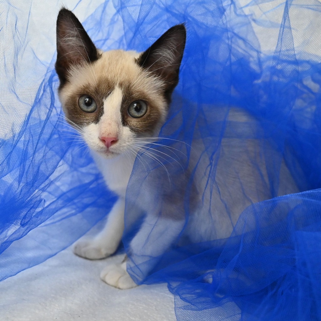 Louie, a Adopted mixed breed in Farmington, CT image 2/6