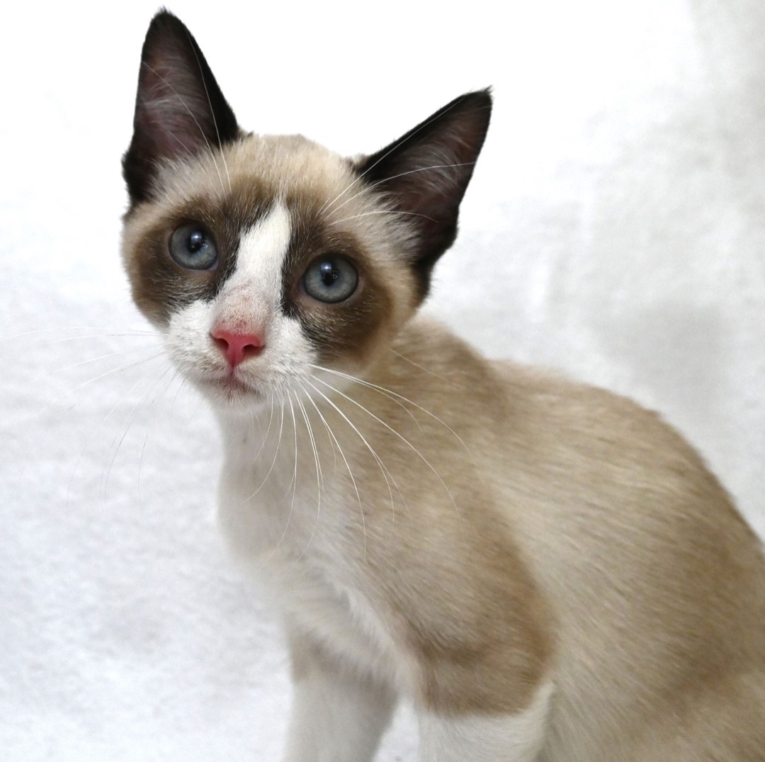 Louie, a Adopted mixed breed in Farmington, CT image 3/6