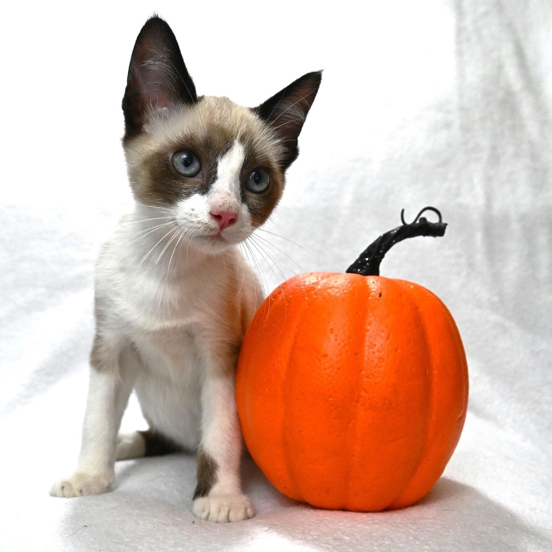 Louie, a Adopted mixed breed in Farmington, CT image 4/6