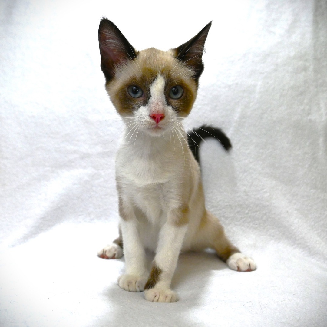 Louie, a Adopted mixed breed in Farmington, CT image 5/6