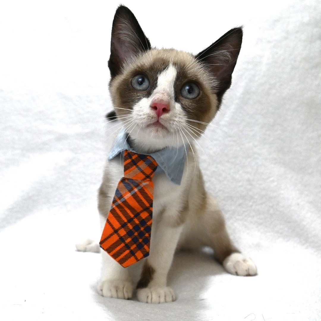 Louie, a Adopted mixed breed in Farmington, CT image 6/6