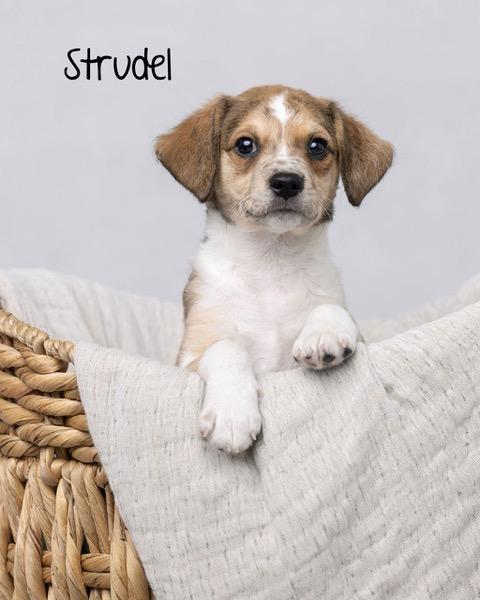 Puppy Strudel Boy  -  So Ca, Adoptable, Puppy Male Dachshund & Chihuahua.