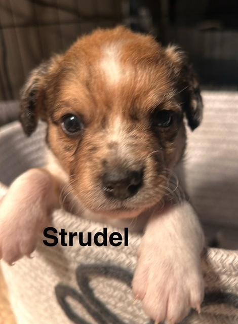 Puppy Strudel Boy - So Ca, Adoptable, Puppy Male Dachshund & Chihuahua.