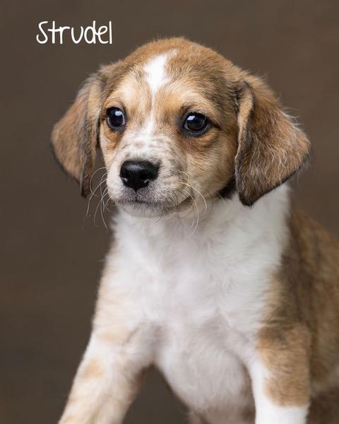 Puppy Strudel Boy - So Ca — thumbnail 2