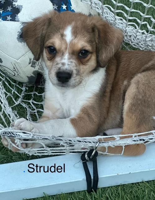 Puppy Strudel Boy - So Ca — thumbnail 3