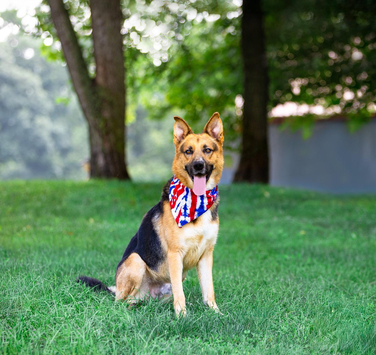 Noah, Adoptable, Young Male German Shepherd Dog.