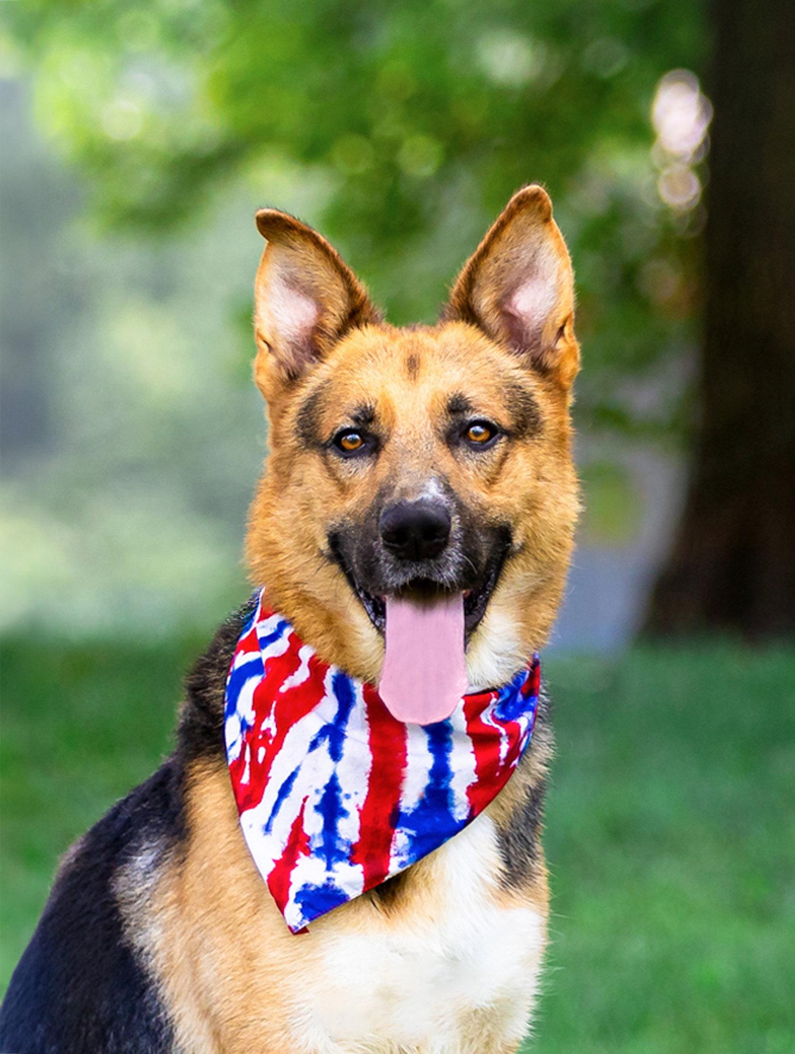 Enlarge Noah, a Adoptable German Shepherd Dog in Coatesville, PA image 2/3
