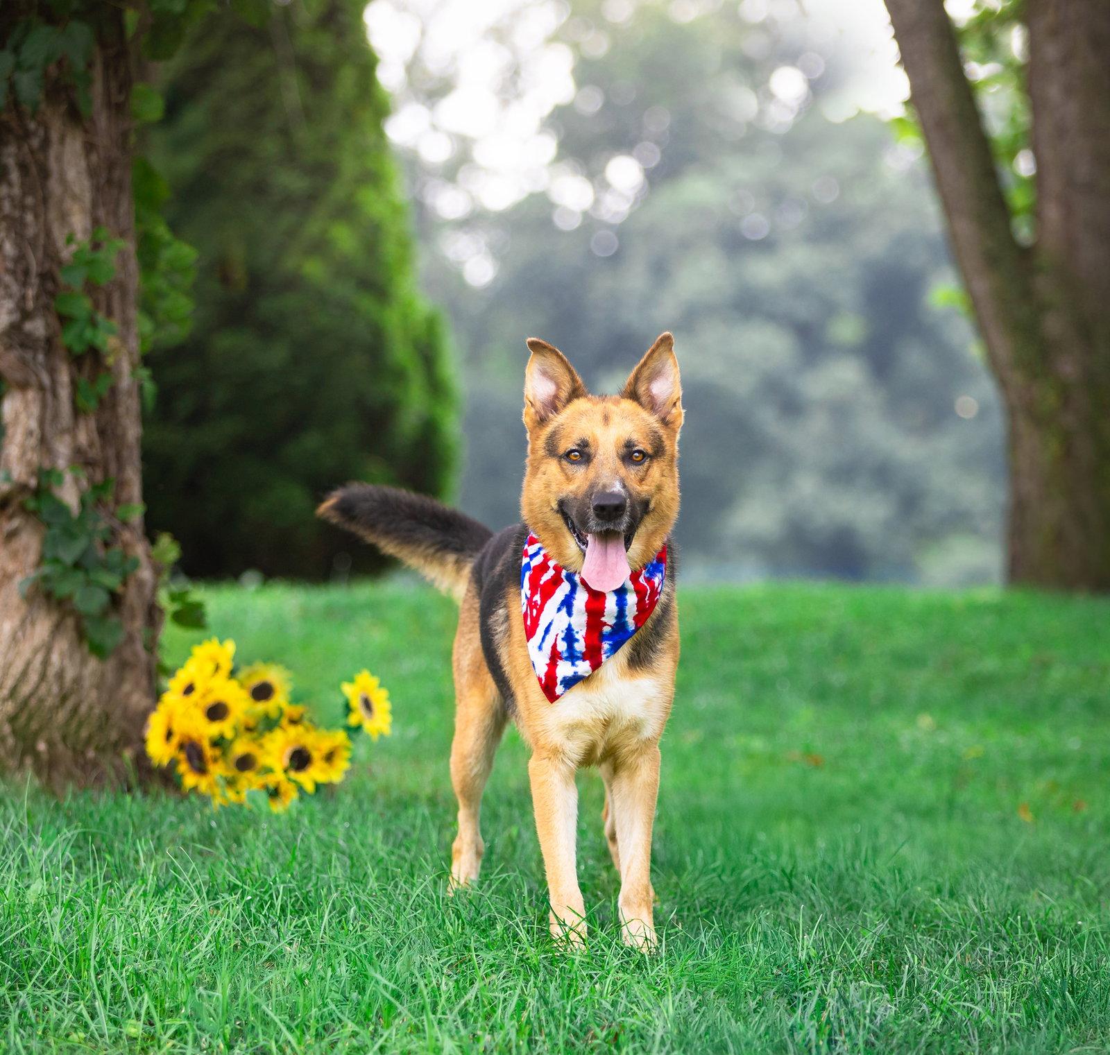 Enlarge Noah, a Adoptable German Shepherd Dog in Coatesville, PA image 3/3