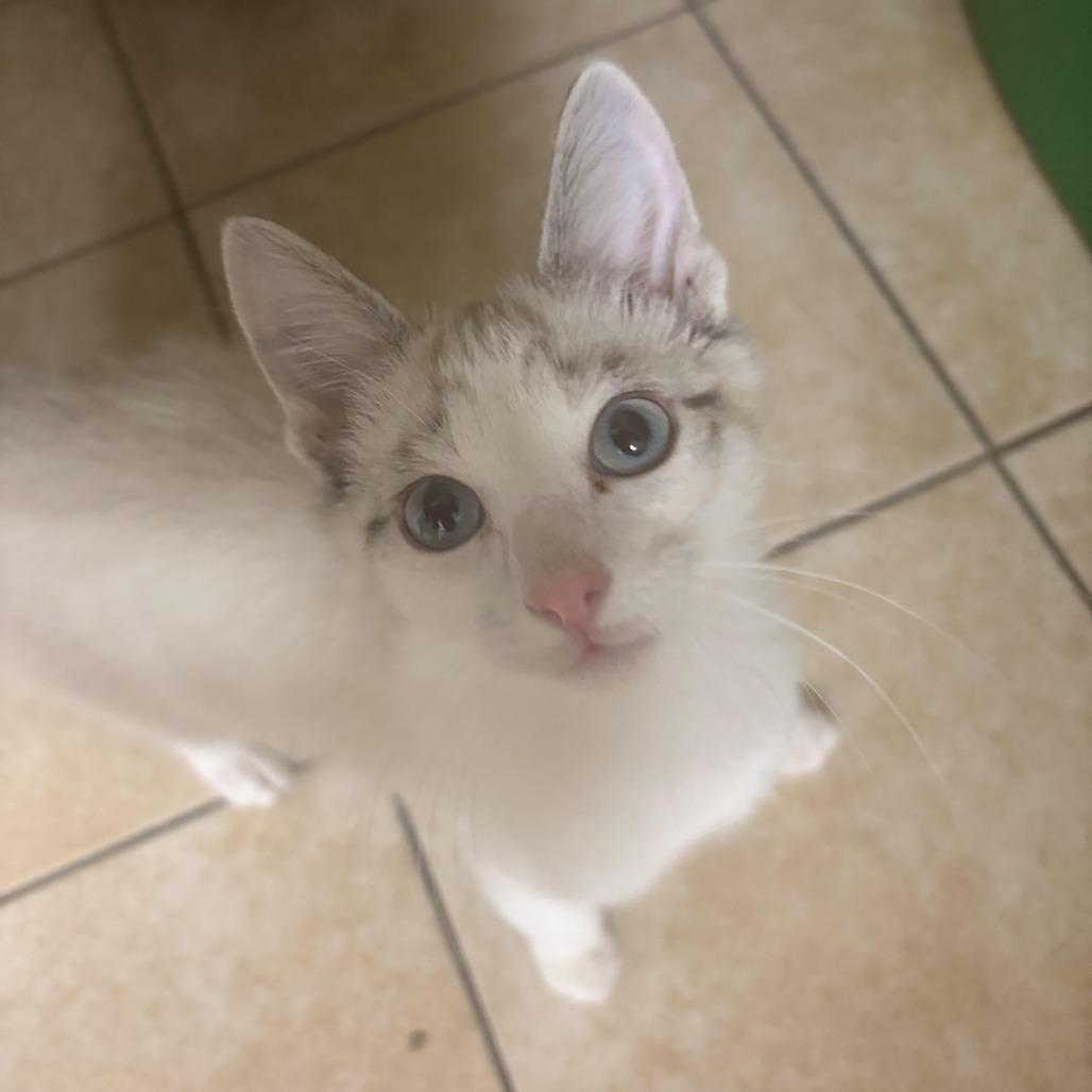Gen Z, Adoptable, Kitten Male Domestic Short Hair.