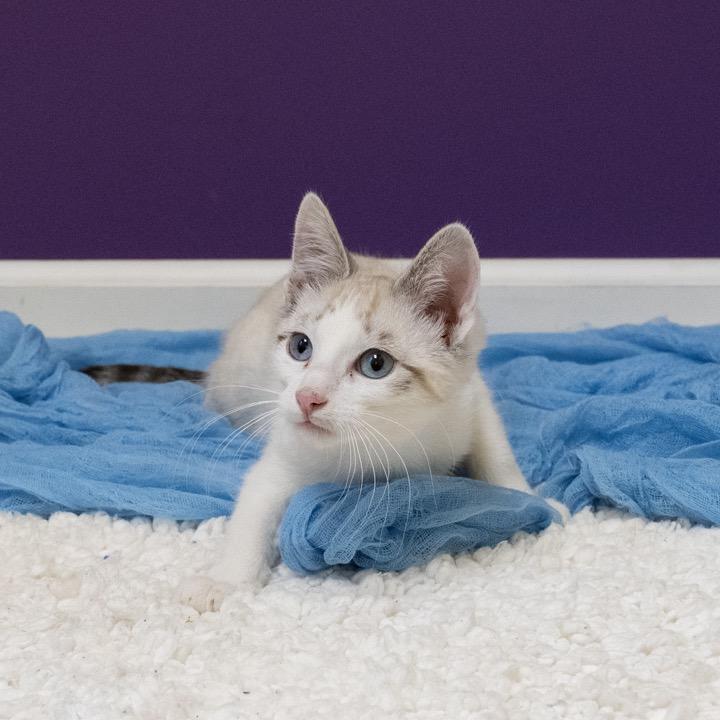 Enlarge Gen Z, a Adoptable Domestic Short Hair in Pekin, IL image 2/5