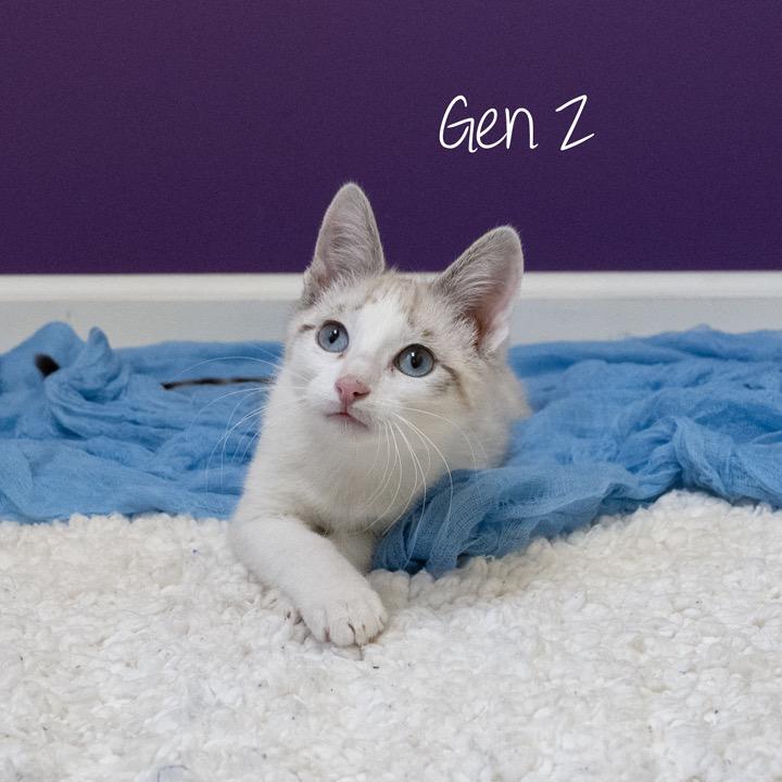 Enlarge Gen Z, a Adoptable Domestic Short Hair in Pekin, IL image 3/5