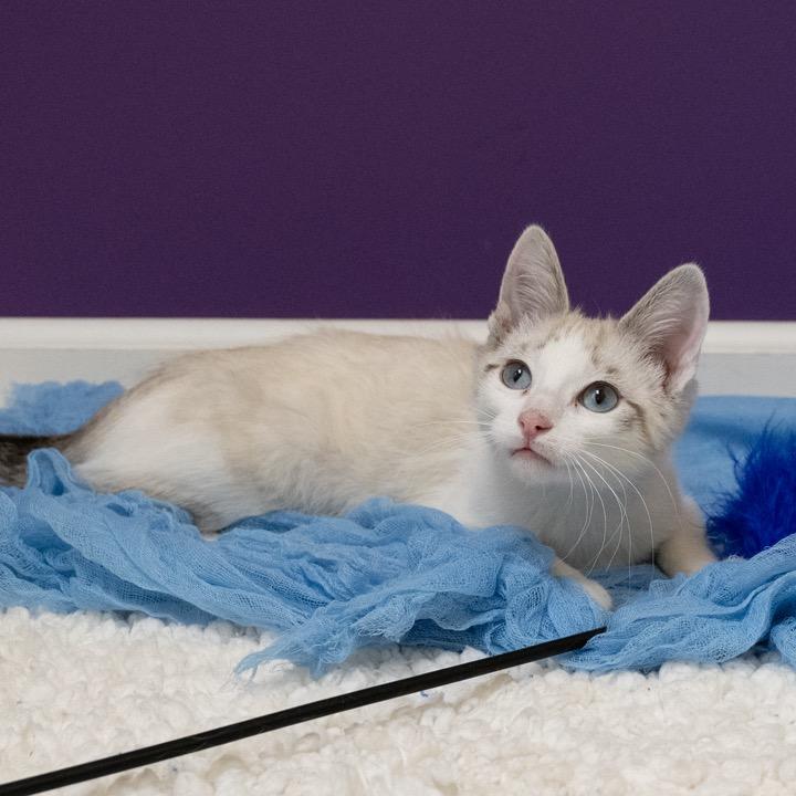 Enlarge Gen Z, a Adoptable Domestic Short Hair in Pekin, IL image 4/5