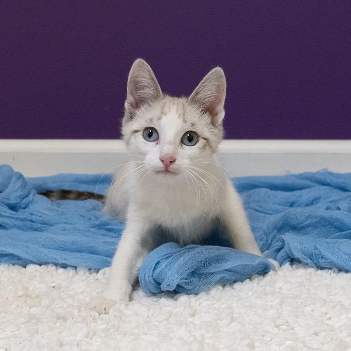 Enlarge Gen Z, a Adoptable Domestic Short Hair in Pekin, IL image 5/5