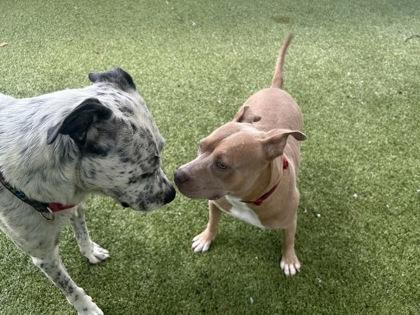 Enlarge Honey Mustard, a Adoptable mixed breed in Gainesville, FL image 1/3
