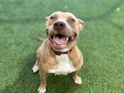 Enlarge Honey Mustard, a Adoptable mixed breed in Gainesville, FL image 2/3