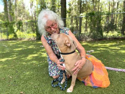 Enlarge Honey Mustard, a Adoptable mixed breed in Gainesville, FL image 3/3