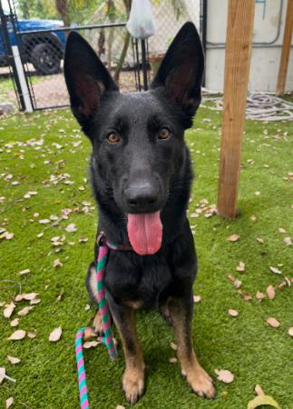 Enlarge Suki, a Adoptable German Shepherd Dog in Palm Harbor, FL image 3/6