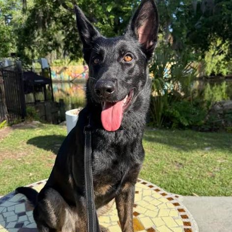 Enlarge Suki, a Adoptable German Shepherd Dog in Palm Harbor, FL image 5/6