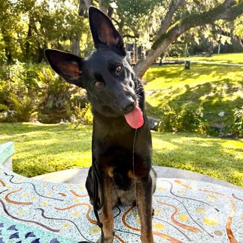 Enlarge Suki, a Adoptable German Shepherd Dog in Palm Harbor, FL image 2/6