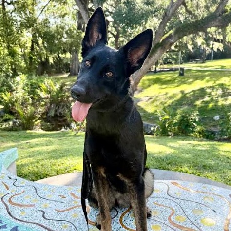 Enlarge Suki, a Adoptable German Shepherd Dog in Palm Harbor, FL image 4/6