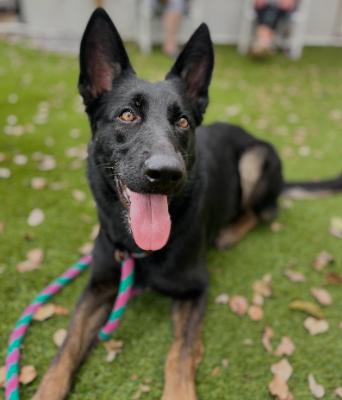 Enlarge Suki, a Adoptable German Shepherd Dog in Palm Harbor, FL image 6/6