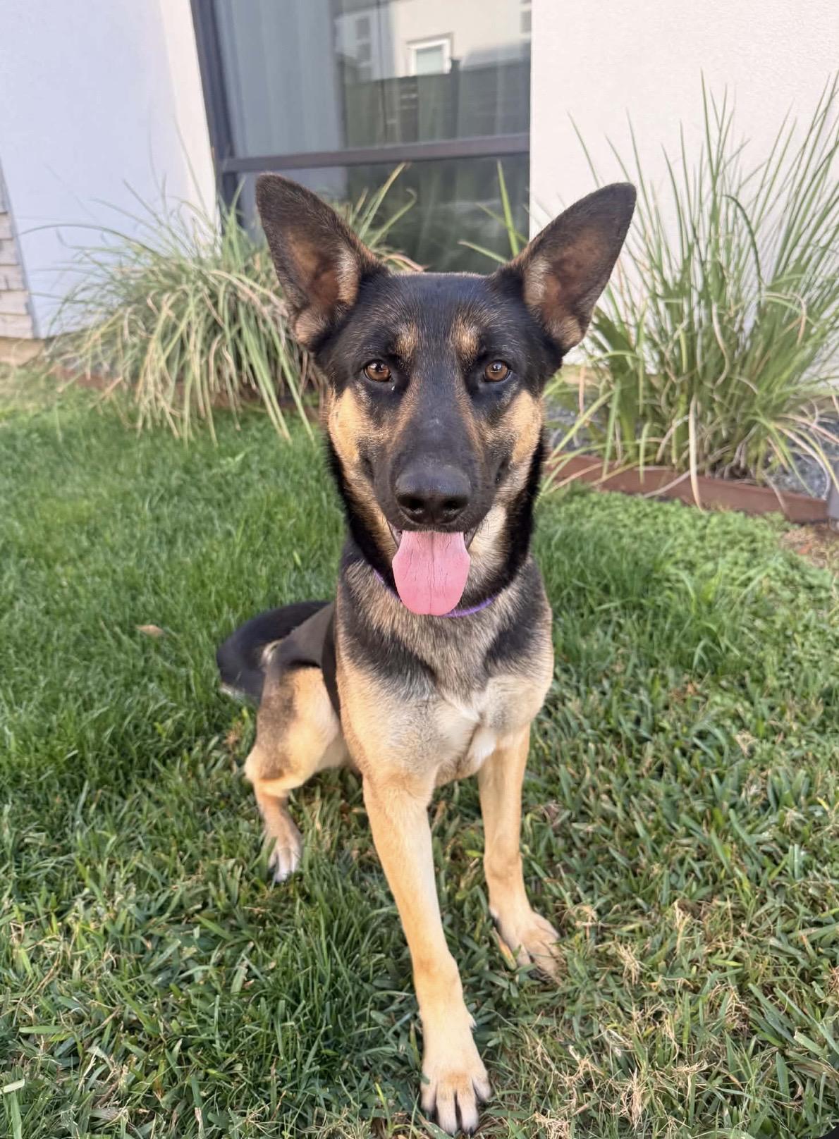 ARCHIE, an adopted German Shepherd Dog in Kentville, NS image 1/6