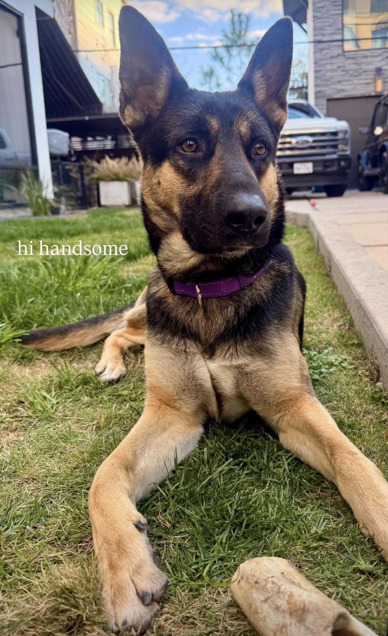 ARCHIE, an adopted German Shepherd Dog in Kentville, NS image 4/6