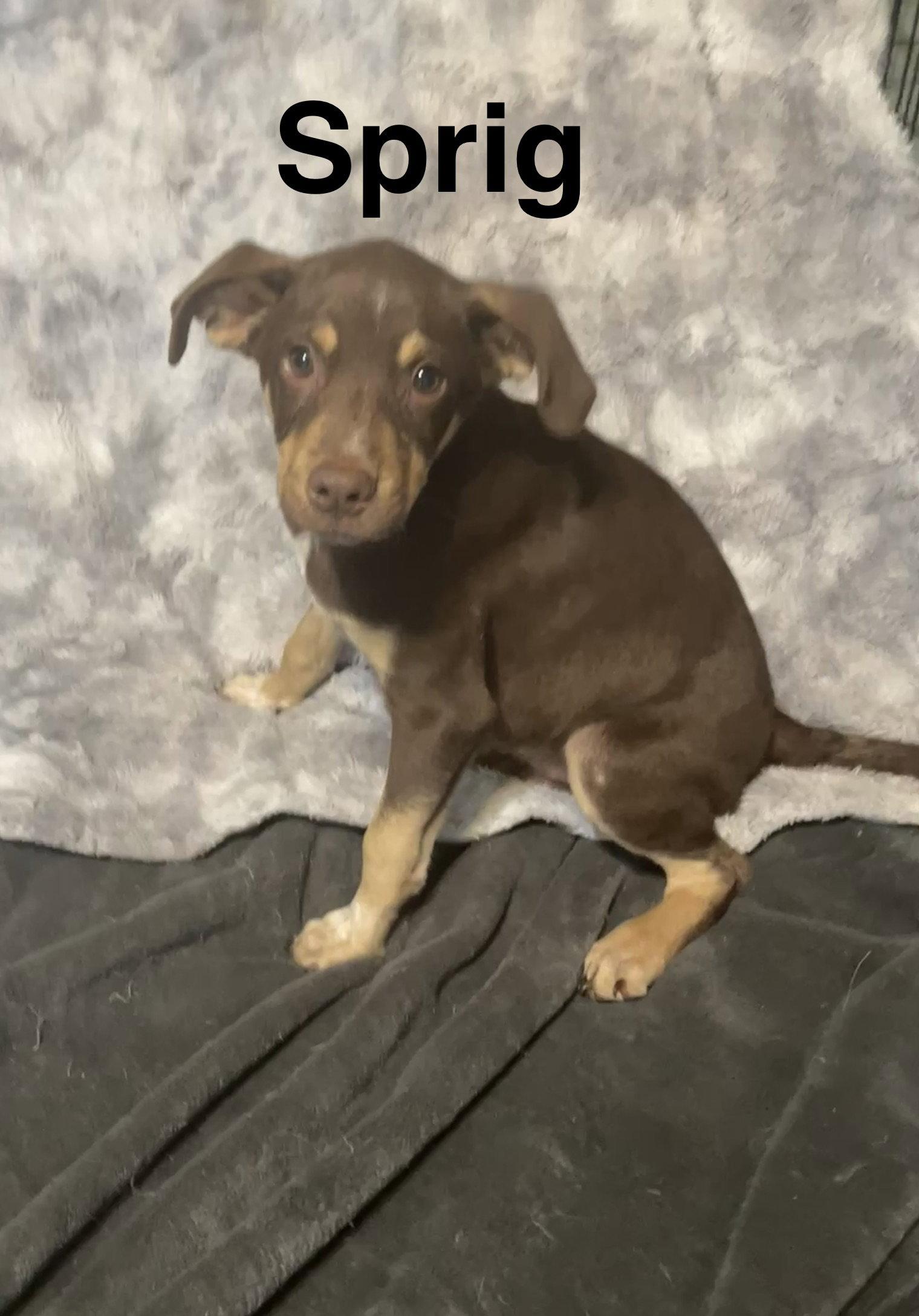 Enlarge Sprig, a Adoptable mixed breed in Topeka, KS image 1/1