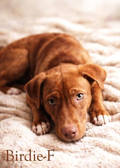 Birdie, Adoptable, Adult Female Labrador Retriever & Mixed Breed.