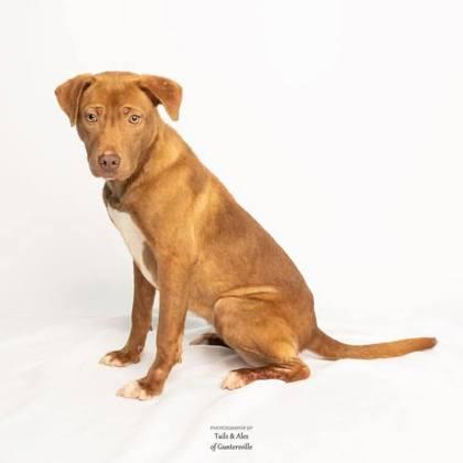Birdie, Adoptable, Adult Female Labrador Retriever & Mixed Breed.